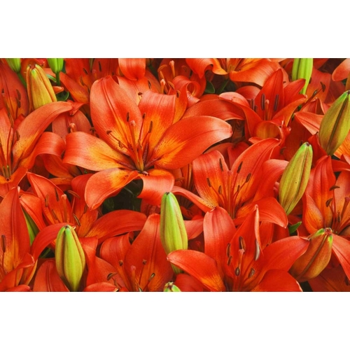 Holland, Lisse Orange lilies in the gardens